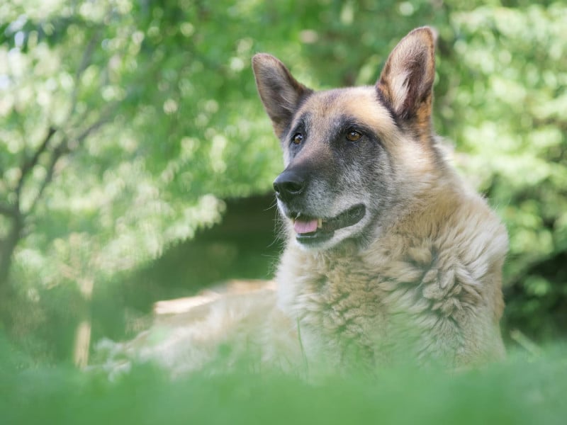 A German Shepherd dog with tan and black fur lies on grass outdoors, surrounded by green foliage and sunlight.