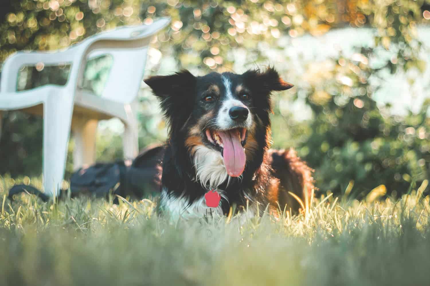 A black and white dog with a red tag lies in the grass with its tongue out, next to a white plastic chair in a sunlit outdoor setting.