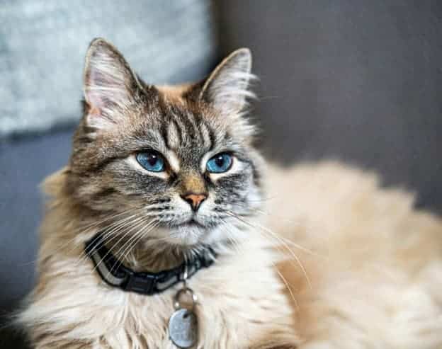 A fluffy, light brown cat with blue eyes and a dark collar sits indoors with a neutral expression.