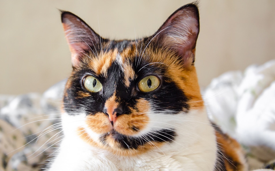 Close-up of a calico cat with green eyes, featuring orange, black, and white fur, looking slightly to the right, with a blurred light background.