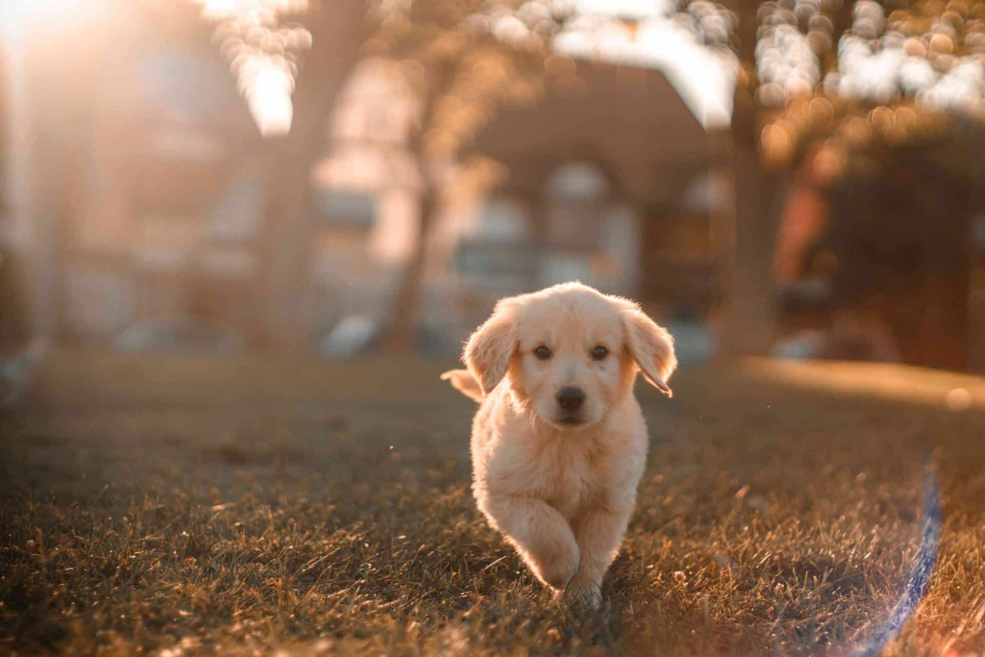 The Dog Days of Summer: Pet Safety Tips
