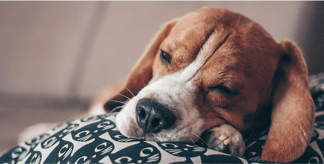 Beagle sleeping on a patterned pillow with eyes closed and head resting on its front paw.