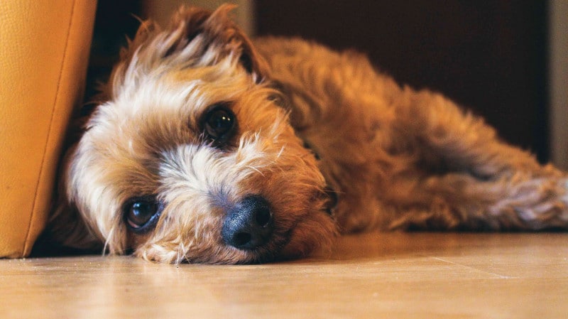 A small, tan dog lies on a wooden floor, resting its head and looking toward the camera.