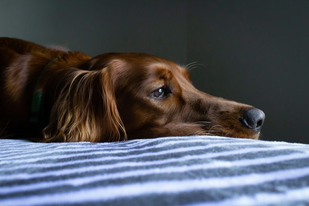 A brown dog with floppy ears lies on a striped bed, resting its head and looking toward a light source on the right.